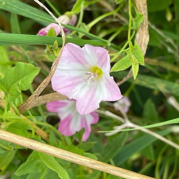 Convolvulus arvensis Žiedas