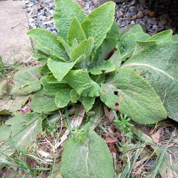 Digitalis purpurea Folha