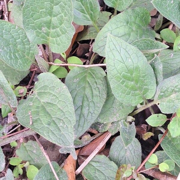 Symphytum tuberosum Leaf