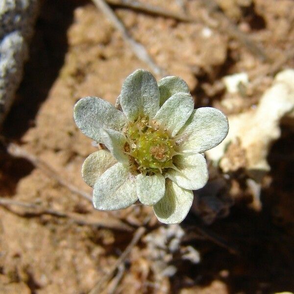 Filago pygmaea Annet