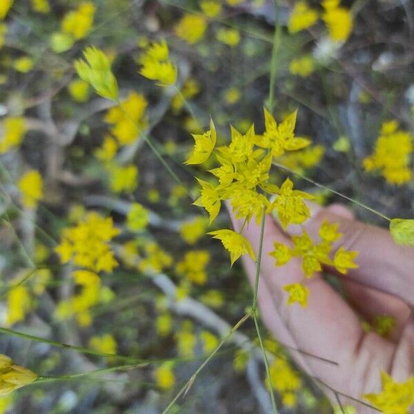 Bupleurum veronense Bloem