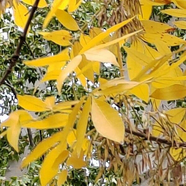 Fraxinus pennsylvanica Blad