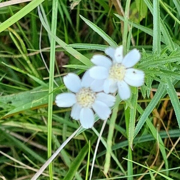 Achillea ptarmica Flower