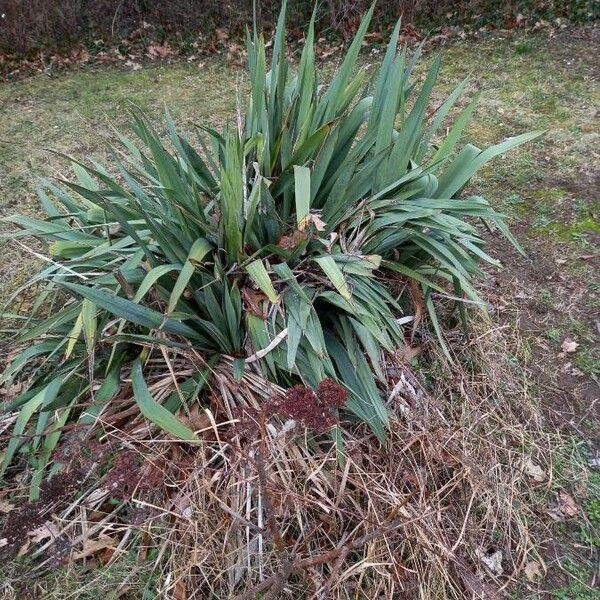 Yucca filamentosa Habitus