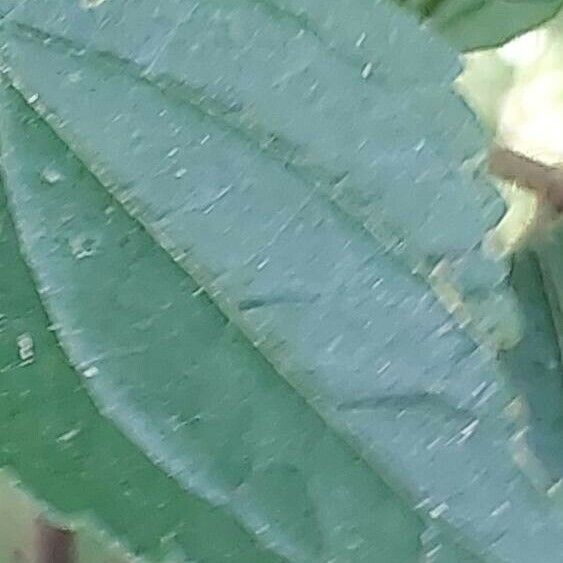 Celtis africana Frunză