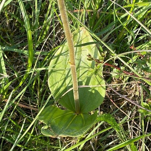 Neottia ovata Leaf