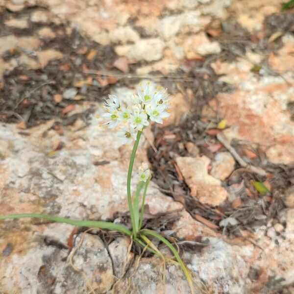 Allium subvillosum Floro