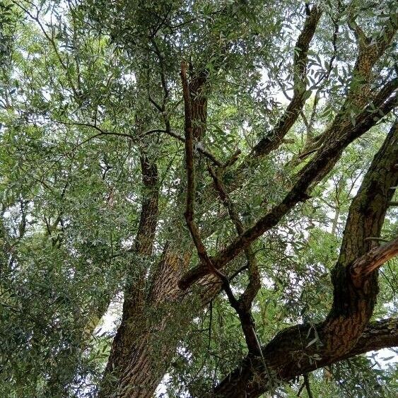 Salix alba Bark