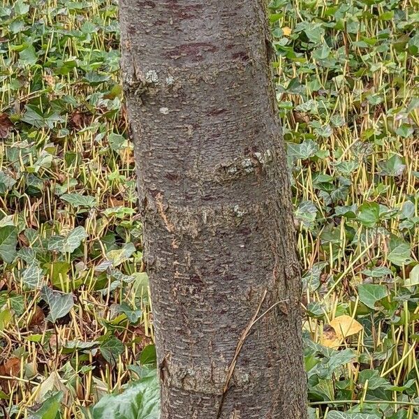 Gleditsia triacanthos Bark