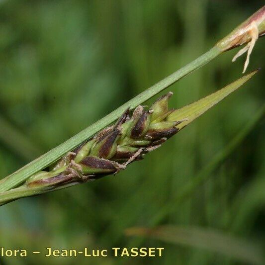 Carex vaginata Frukt