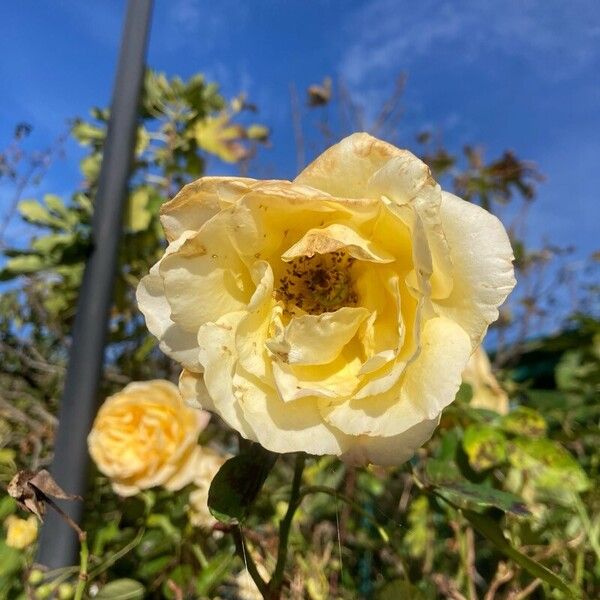 Rosa foetida Žiedas