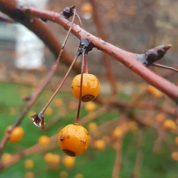 Malus toringo Frutto