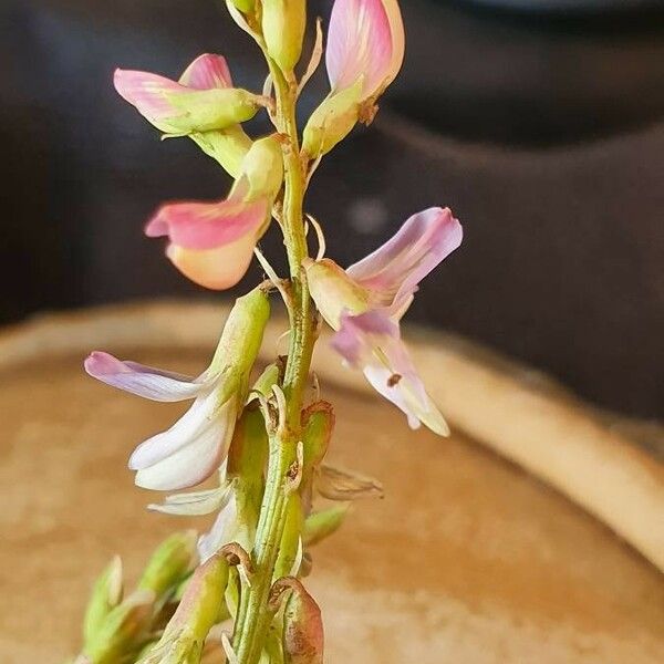 Astragalus atropilosulus 花