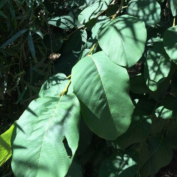 Annona senegalensis Frunză