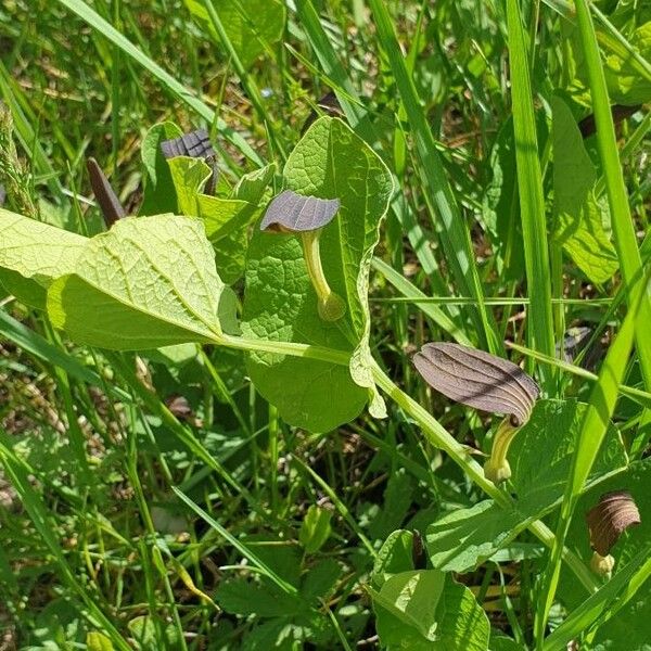 Aristolochia rotunda Fiore