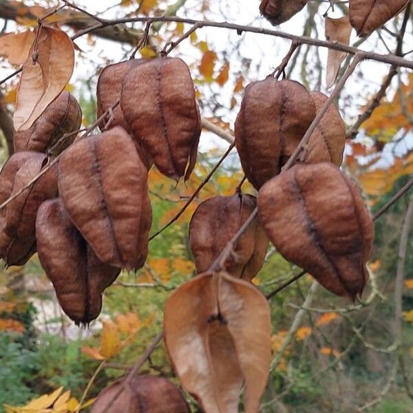 Koelreuteria paniculata Fruit