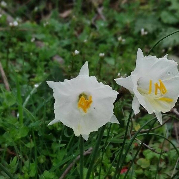 Narcissus cantabricus Blodyn