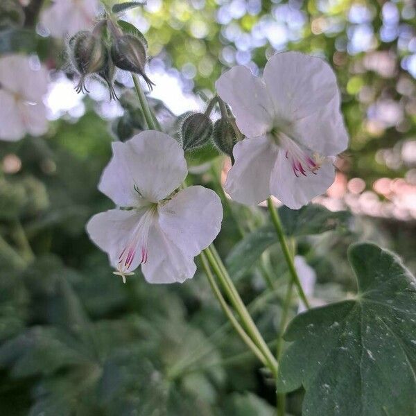 Geranium macrorrhizum 花