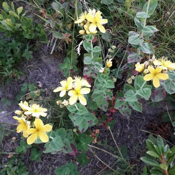 Hypericum richeri Flor