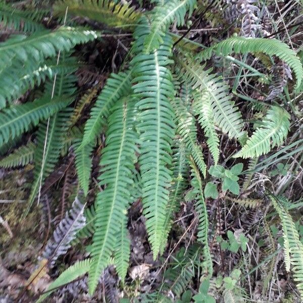 Blechnum spicant পাতা