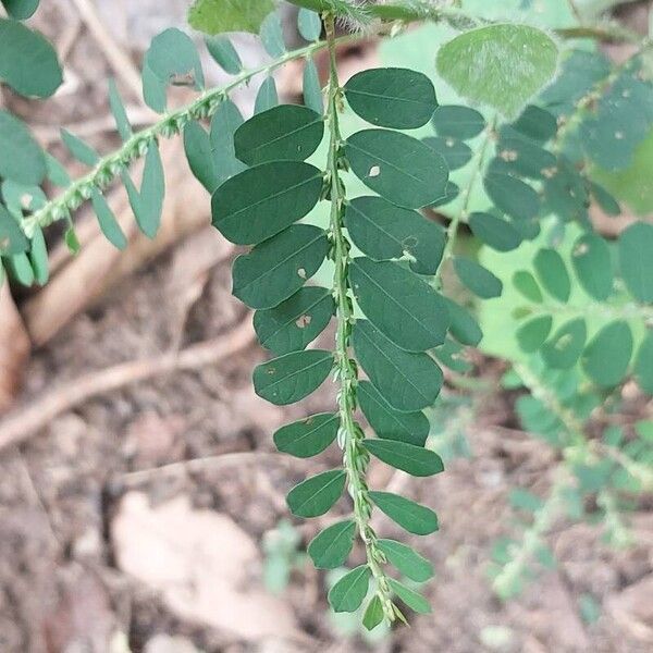 Phyllanthus amarus Leaf