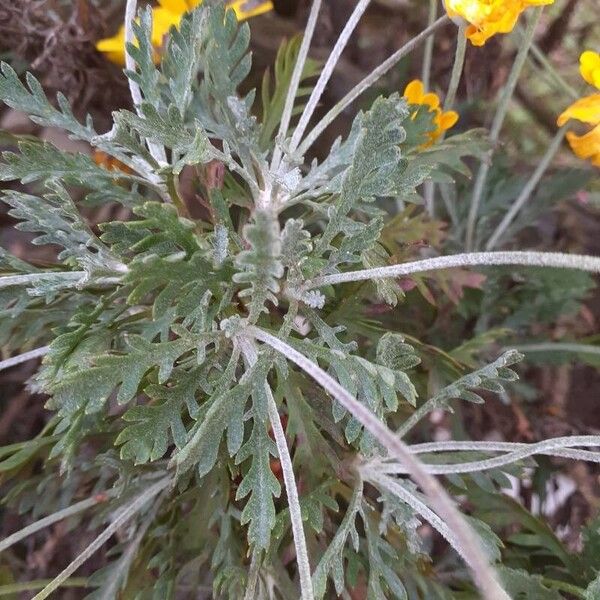 Euryops pectinatus Blad