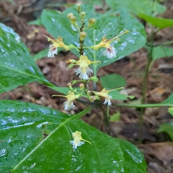 Collinsonia canadensis Flower