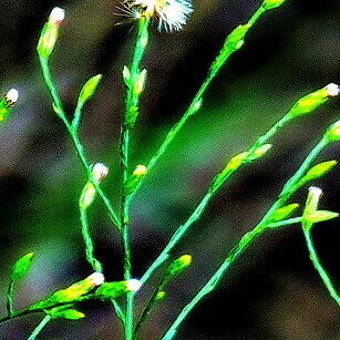 Symphyotrichum subulatum Цвят