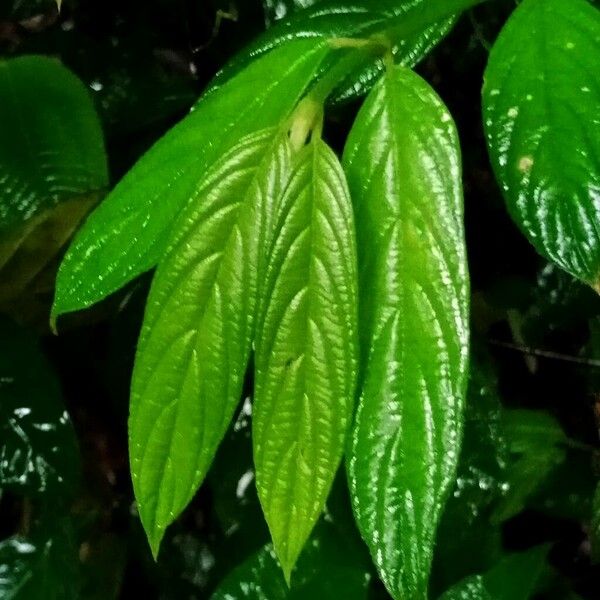 Lasianthus chinensis Leaf