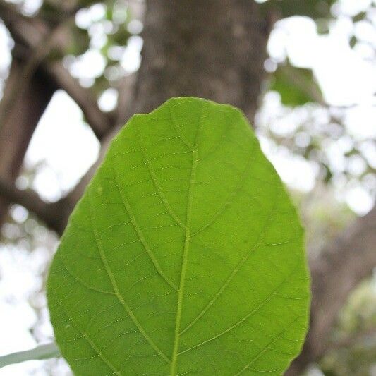 Cordia africana Foglia