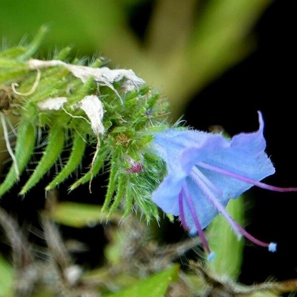 Echium vulgare Flower