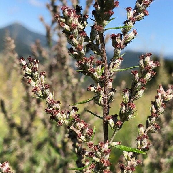 Artemisia vulgaris Flors