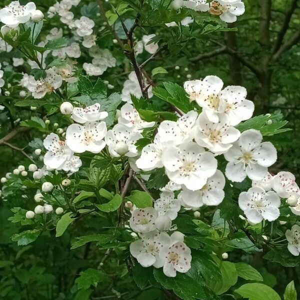 Crataegus × media Flower