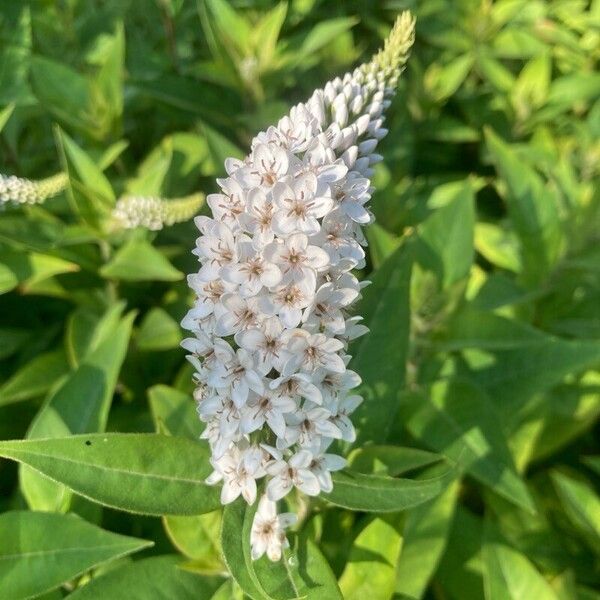 Lysimachia clethroides Flower