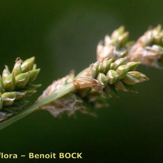 Carex canescens Plod