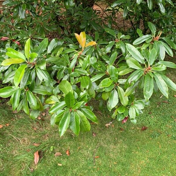 Photinia serratifolia Листок