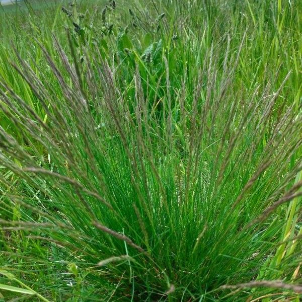 Festuca rupicola Habitus