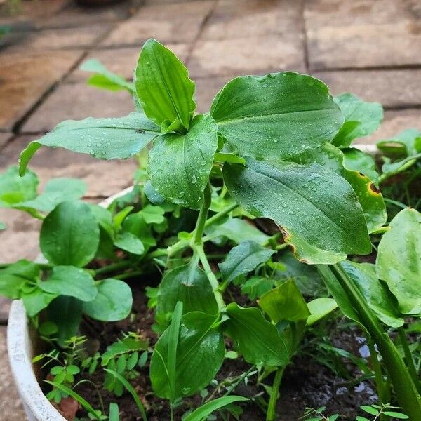 Commelina benghalensis List