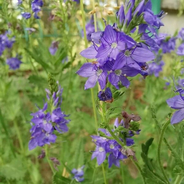 Veronica teucrium फूल