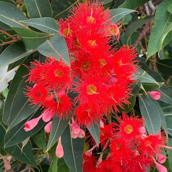 Corymbia ficifolia Цветок