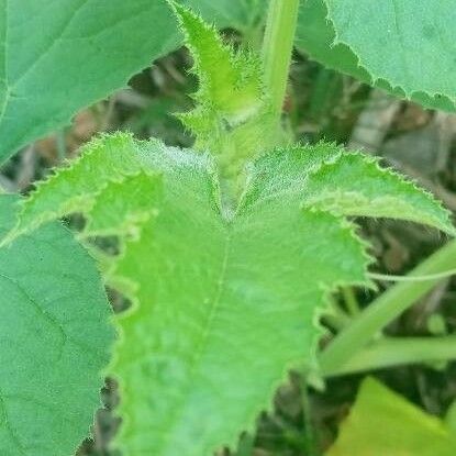 Cucumis engleri Лист