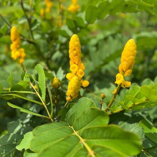 Senna alata Flower