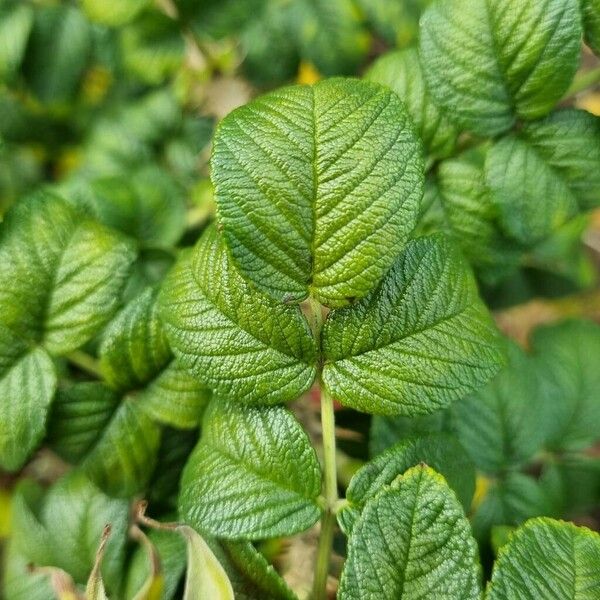 Rosa rugosa Φύλλο