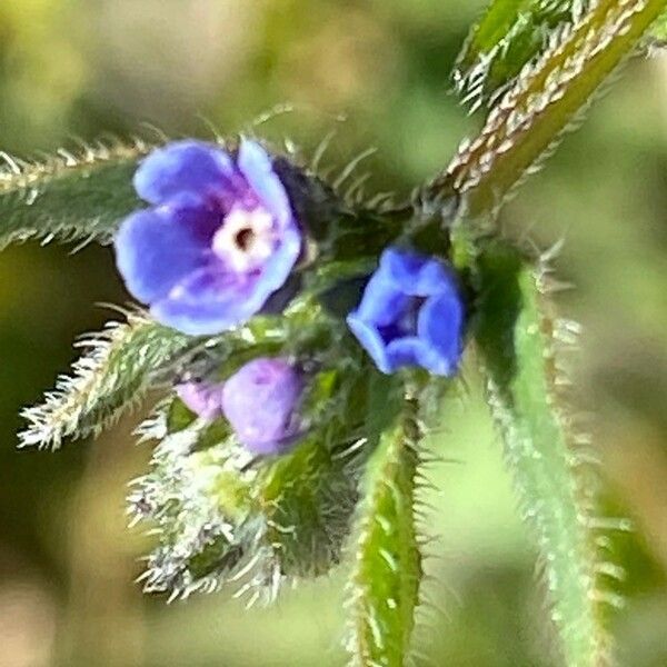 Asperugo procumbens Flor