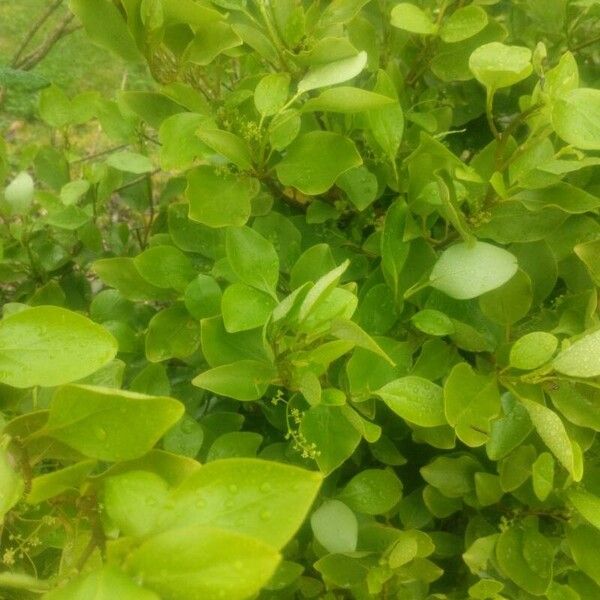 Griselinia littoralis Lehti