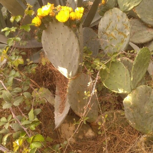 Opuntia robusta Květ