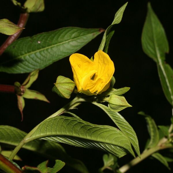 Ludwigia octovalvis Floare