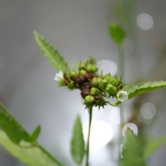 Melochia corchorifolia Flower