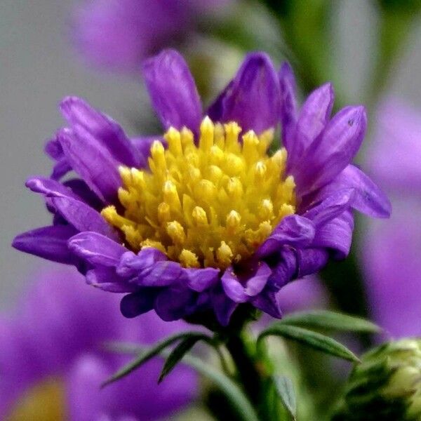 Aster alpinus Bloem