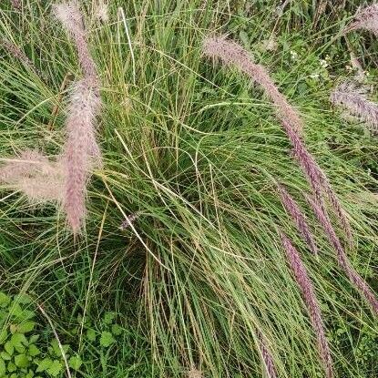 Cenchrus setaceus Hábitos